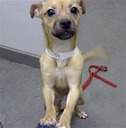 Photo of Squid, adoptable Chihuahua in Mesa, Arizona