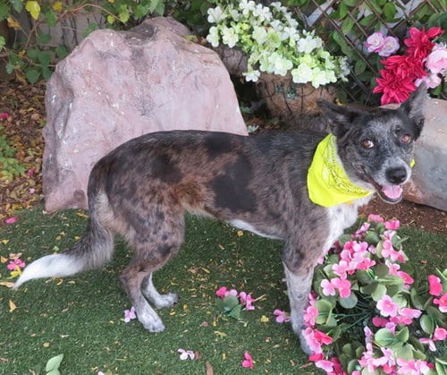 Photo of Millie, adoptable Australian Cattle Dog/Blue Heeler in Oklahoma City, Oklahoma