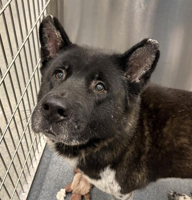Photo of Twister, adoptable Akita mix