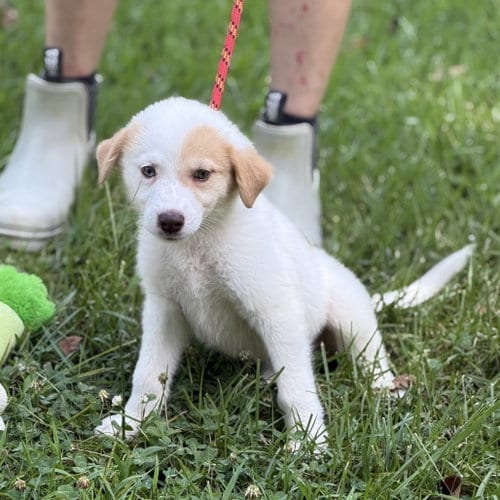 Photo of Astrid, adoptable Great Pyrenees in Yardley, Pennsylvania