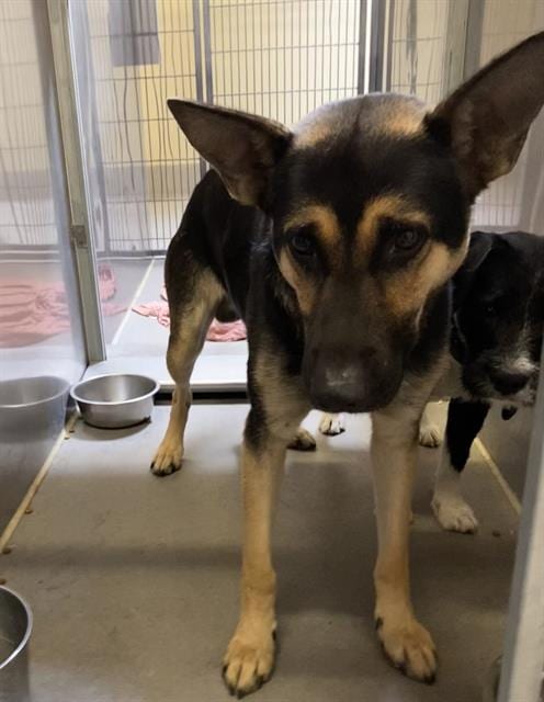 Photo of Bubba, adoptable German Shepherd Dog in Modesto, California