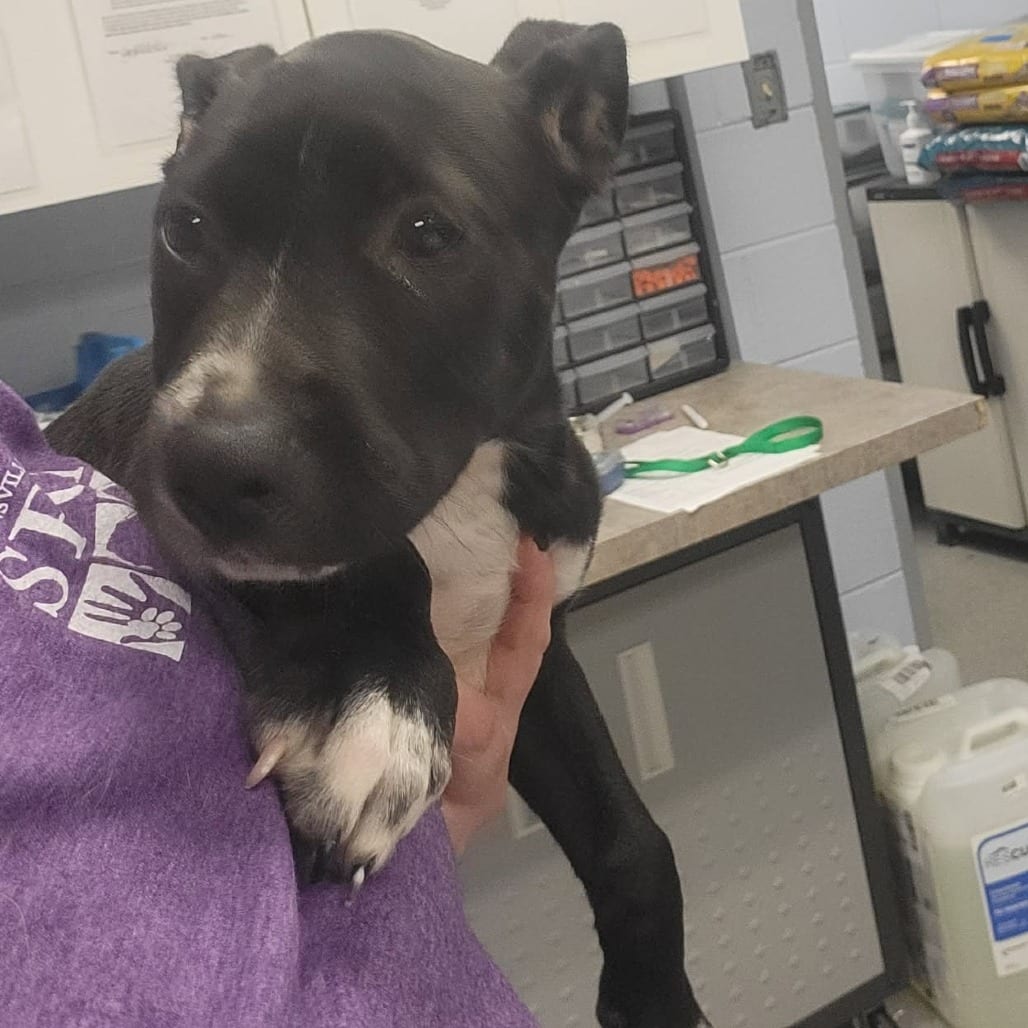 Photo of Havoc, adoptable Mixed Breed (Large) in Martinsville, Virginia