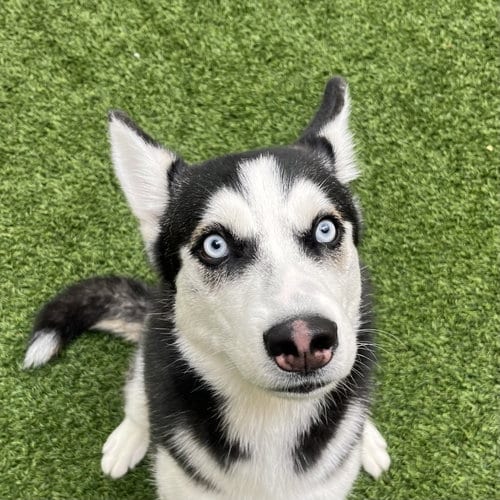Photo of Annie, adoptable Husky in Burlingame, California
