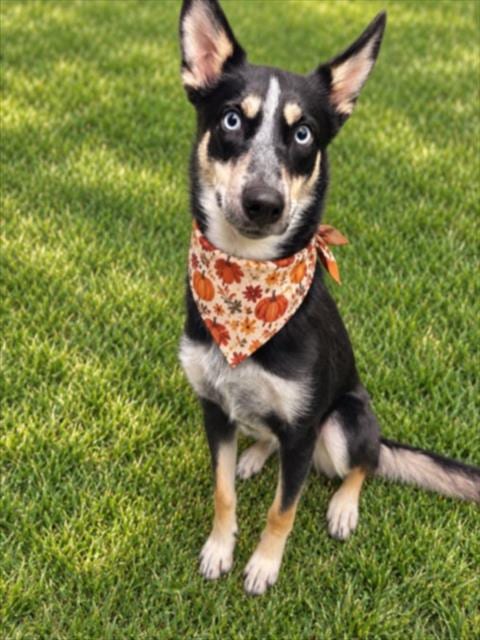 Photo of Topanga, adoptable Siberian Husky in Clinton Township, Michigan
