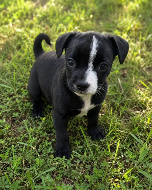 Photo of Thomas Cole, adoptable Miniature Schnauzer in Mooresville, North Carolina
