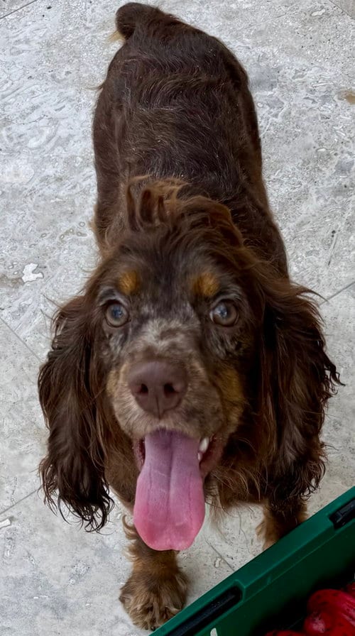 Photo of Lady Cocker Spaniol purebred puppy, adoptable Cocker Spaniel in Boca Raton, Florida