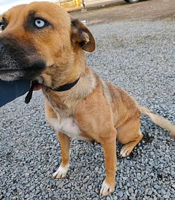 Photo of Flora, adoptable Australian Shepherd in Fallbrook, California
