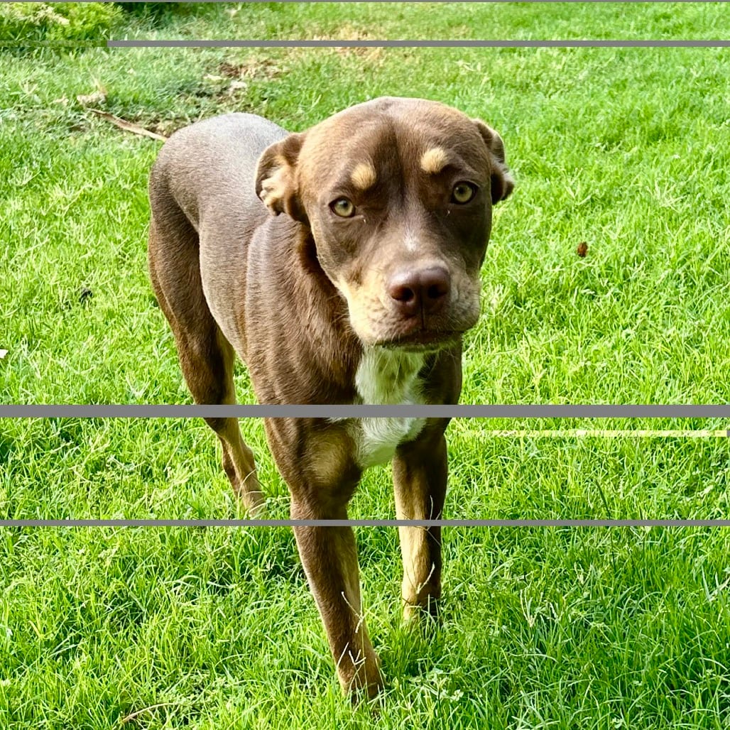 Photo of Kiwi, adoptable Retriever, Labrador / Pointer in Oceanside, California