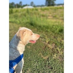 Photo of Princess Dolly, adoptable Labrador Retriever in Melbourne, Arkansas