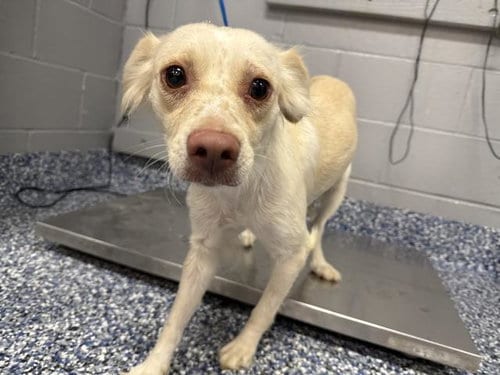 Photo of Franny, adoptable Terrier in Thousand Palms, California