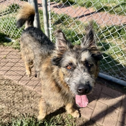 Photo of Mac, adoptable Schnauzer in Houston, Texas