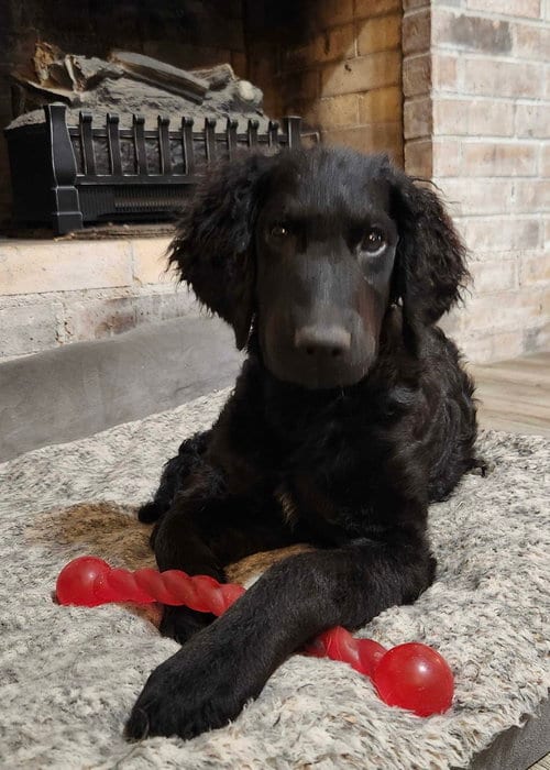 Photo of Addie, adoptable Poodle (Standard) in Fort Worth, Texas