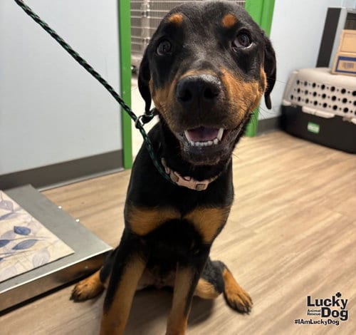 Photo of Lucie, adoptable Rottweiler in Washington, District of Columbia