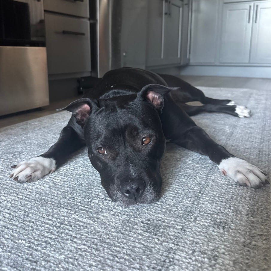 Photo of Cinderella D12197, adoptable Terrier, Pit Bull / Terrier, American Staffordshire in Princeton area, Minnesota