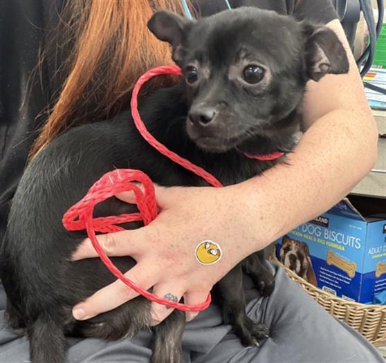 Photo of Spook, adoptable Mixed Breed