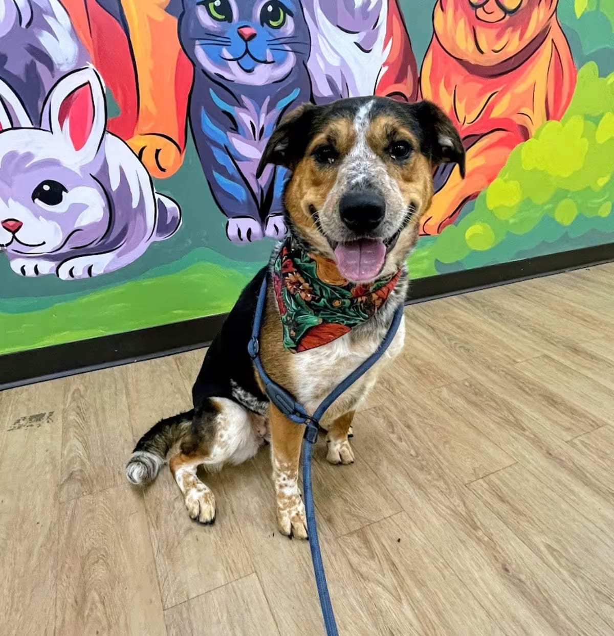 Photo of Malibu, adoptable Australian Cattle Dog in Lyndhurst, Virginia