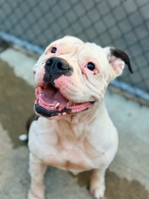 Photo of Prune, adoptable American Pit Bull Terrier mix in Chicago, Illinois