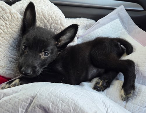 Photo of Thor, adoptable Corgi in Plainfield, Illinois