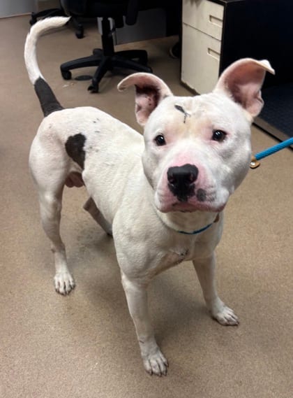 Photo of Brogan, adoptable dog in Chamblee, Georgia