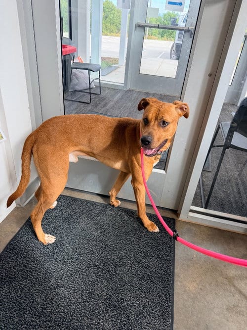 Photo of Reno, adoptable Rhodesian Ridgeback in Newcastle, Oklahoma