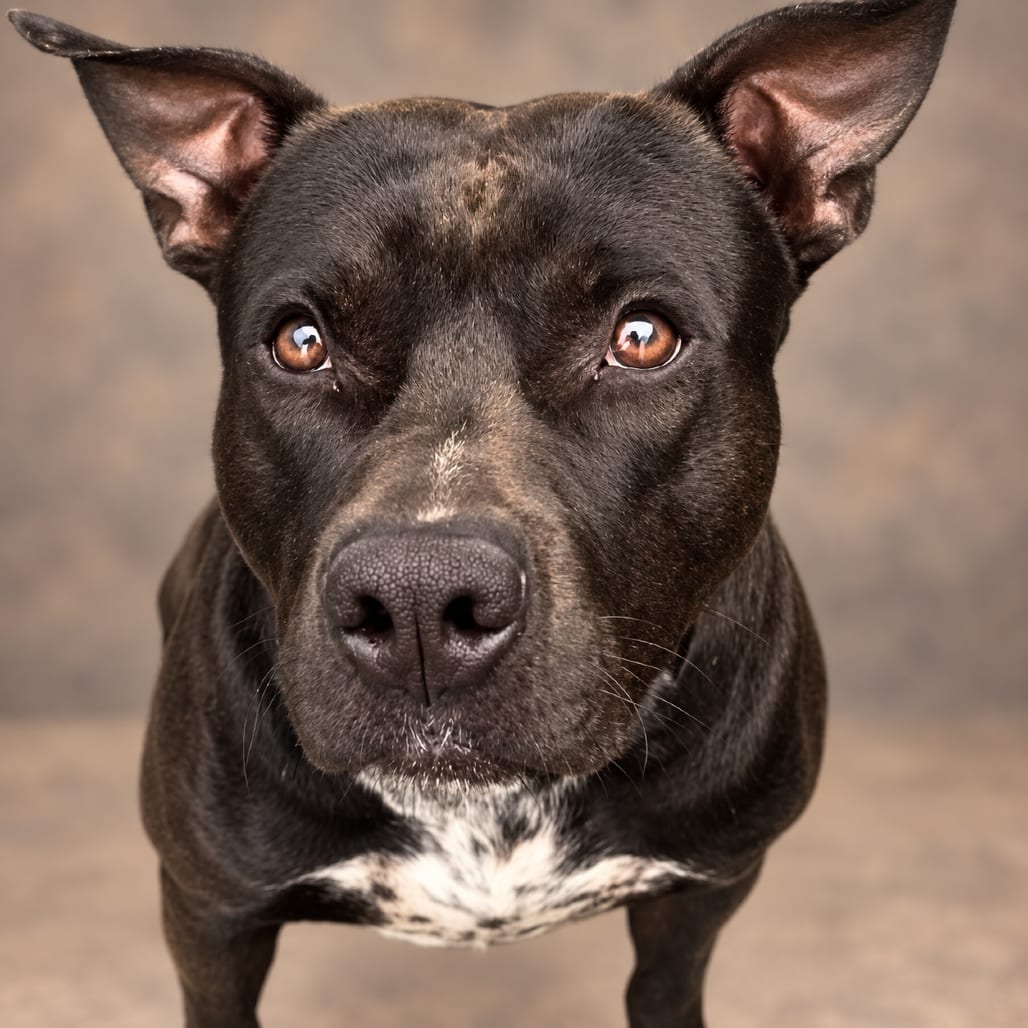 Photo of Douglas, adoptable Terrier, Pit Bull in Fort Pierce, Florida