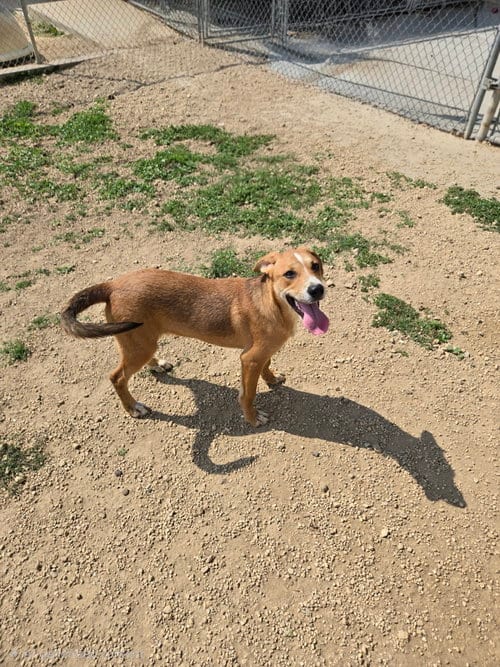Photo of Janet, adoptable Unknown breed (short coat) in Maquoketa, Iowa