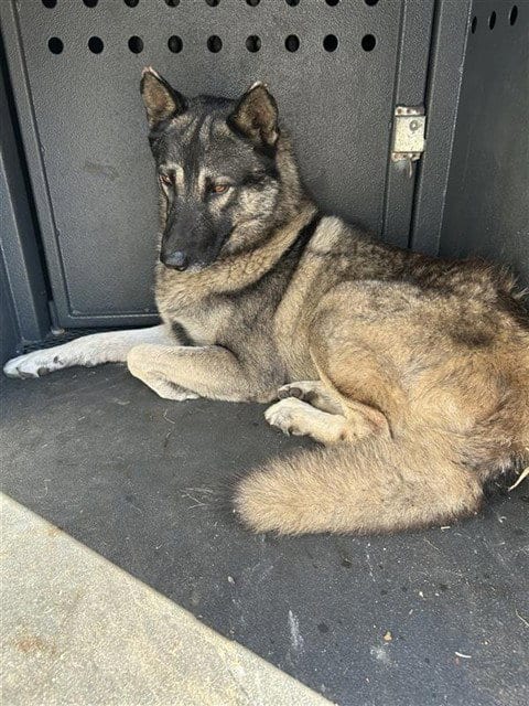 Photo of Harry, adoptable German Shepherd Dog in Baldwin Park, California