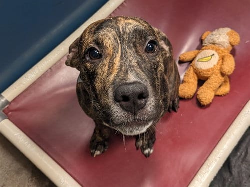 Photo of Reebok, adoptable American Pit Bull Terrier in Phoenix, Arizona