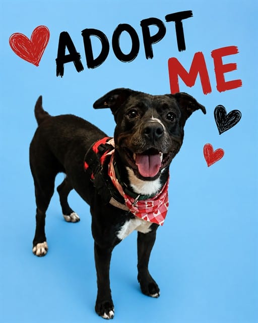 Photo of Melly, adoptable Terrier mix in Miami, Florida