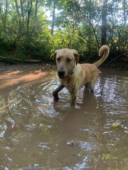 Photo of Cash, adoptable Great Dane in Silver Spring, Maryland