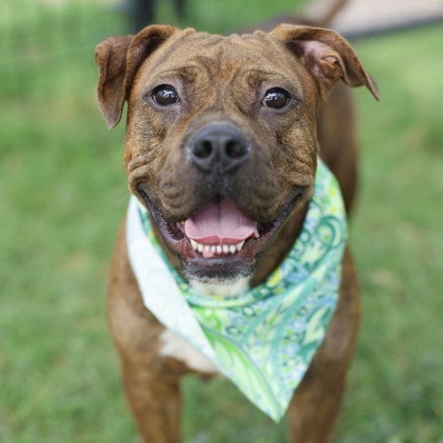 Photo of Maddy, adoptable American Staffordshire Terrier in San Antonio, Texas