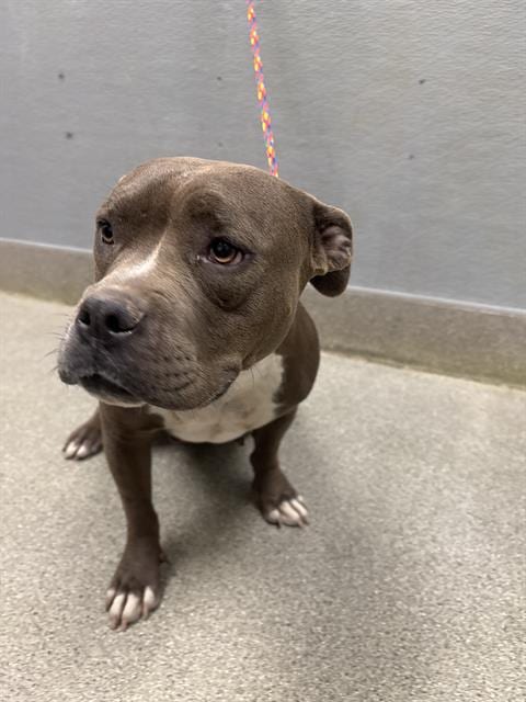Photo of Lily, adoptable Staffordshire Bull Terrier in Las Vegas, Nevada