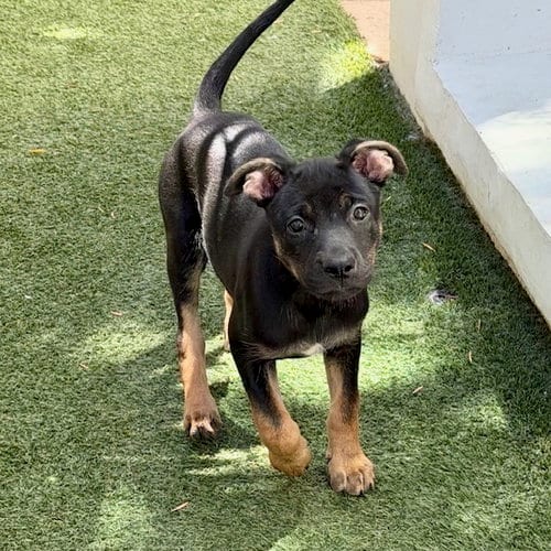Photo of Avalon, adoptable German Shepherd Dog in San Juan Capistrano, California