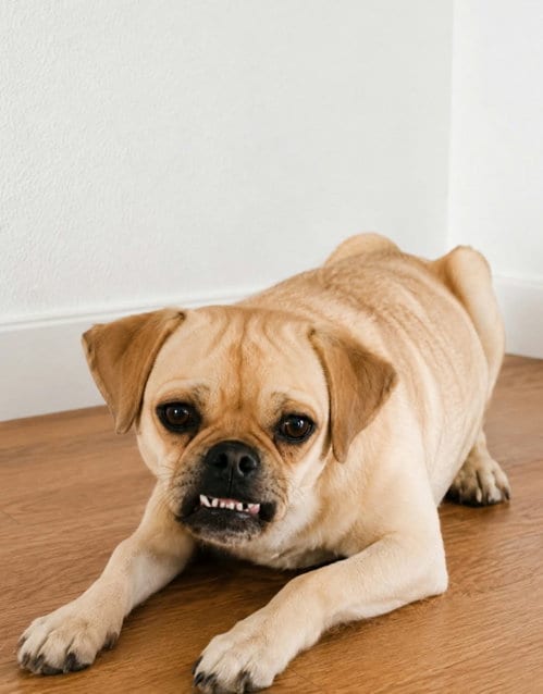 Photo of Lola Beth, adoptable Pug in Robbinsdale, Minnesota