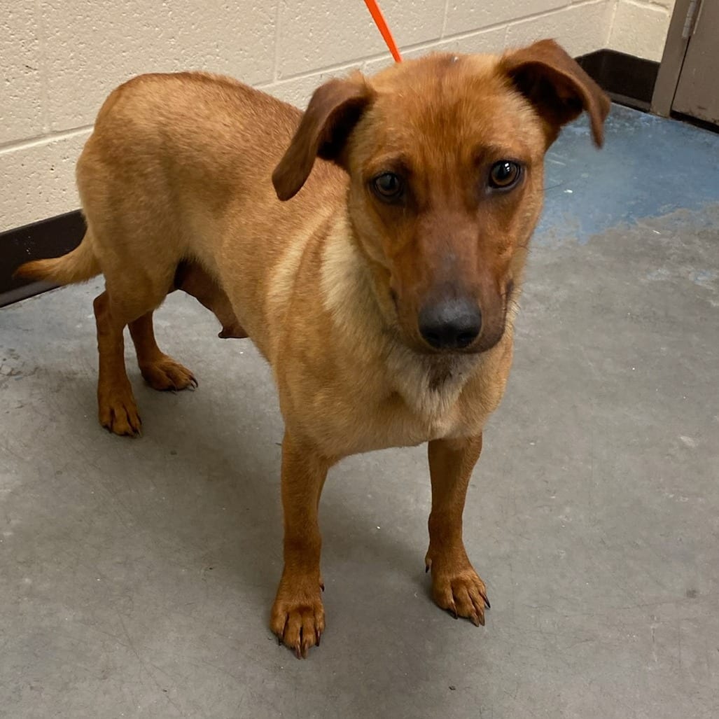Photo of Peaya, adoptable Mixed Breed (Medium)