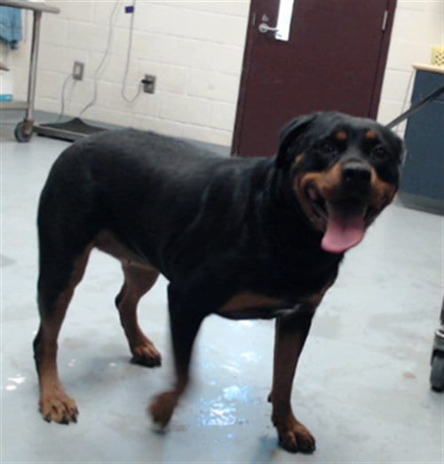 Photo of Navi, adoptable Rottweiler in Fayetteville, North Carolina