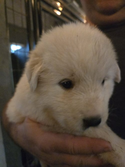 Photo of Russet Spud, adoptable Great Pyrenees in Spring, Texas
