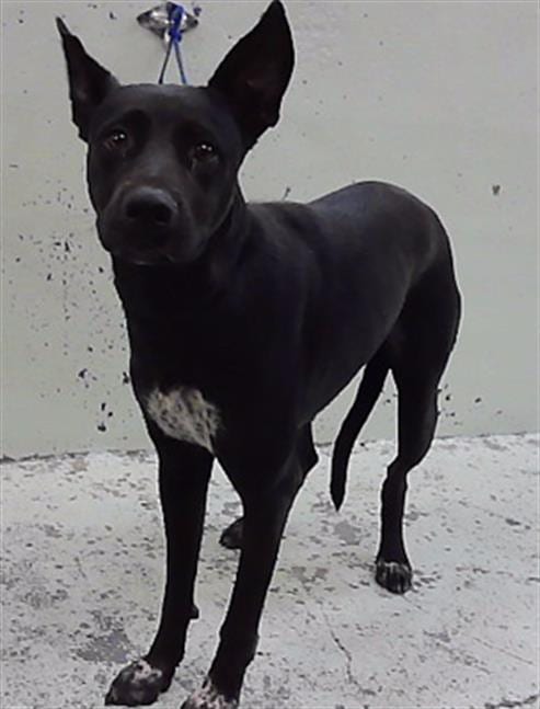 Photo of A2100848, adoptable German Shepherd Dog in Houston, Texas