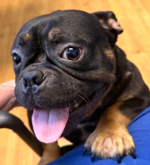 Photo of Meatball, adoptable French Bulldog in Mount Airy, North Carolina