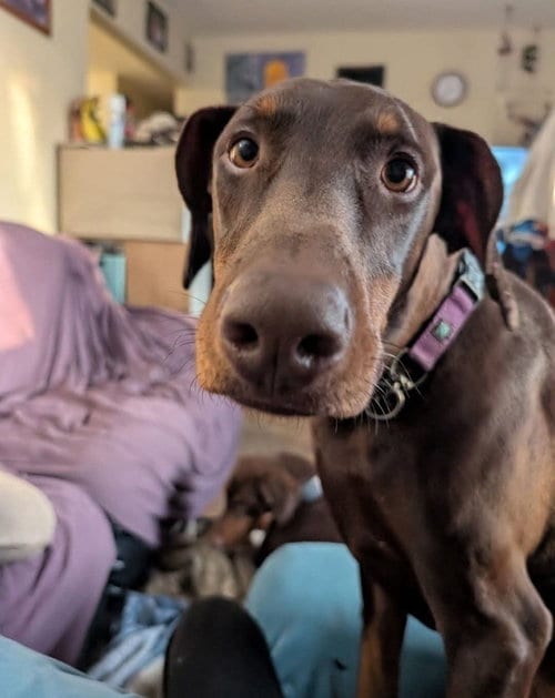 Photo of Dragon, adoptable Doberman Pinscher in Buffalo, Minnesota