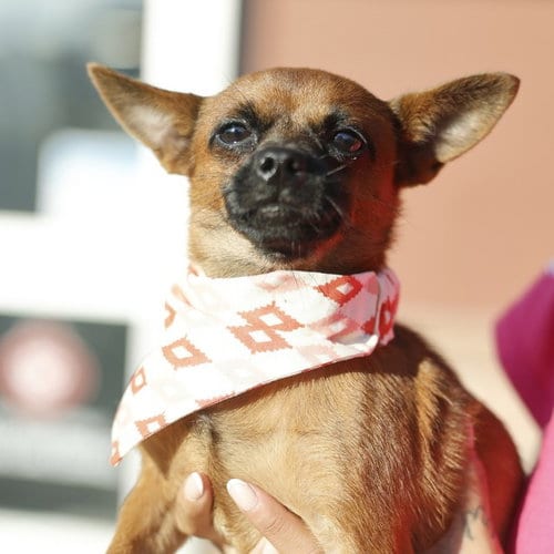 Photo of Murphy, adoptable Chihuahua in San Antonio, Texas