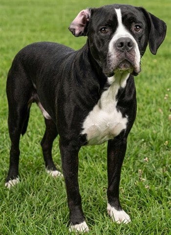 Photo of Jacqueline, adoptable Mastiff in Akron, Ohio