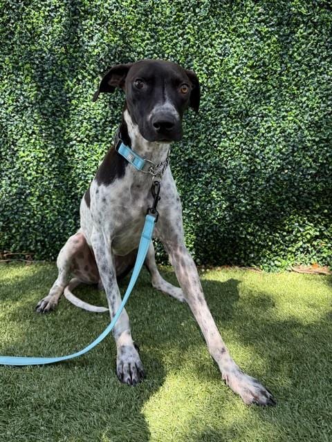 Photo of Chandler, adoptable German Shorthaired Pointer in Naples, Florida