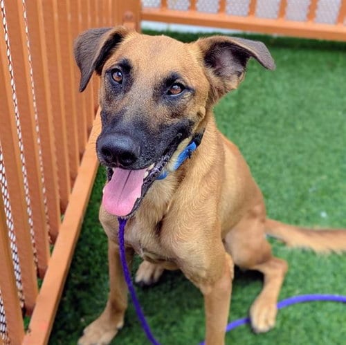 Photo of Lincoln, adoptable Belgian Shepherd Malinois in Las Vegas, Nevada