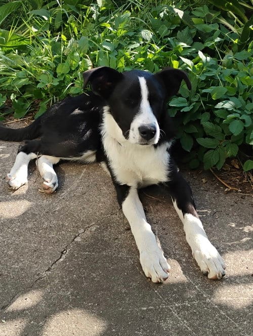 Photo of Leigh, adoptable Border Collie in Polson, Montana