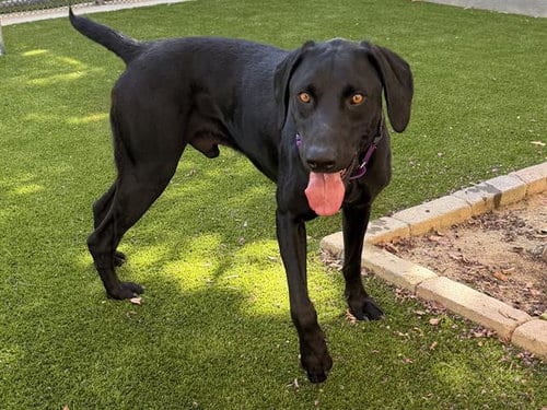 Photo of Pilot, adoptable Labrador Retriever in Martinez, California