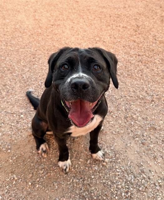 Photo of Axell, adoptable dog