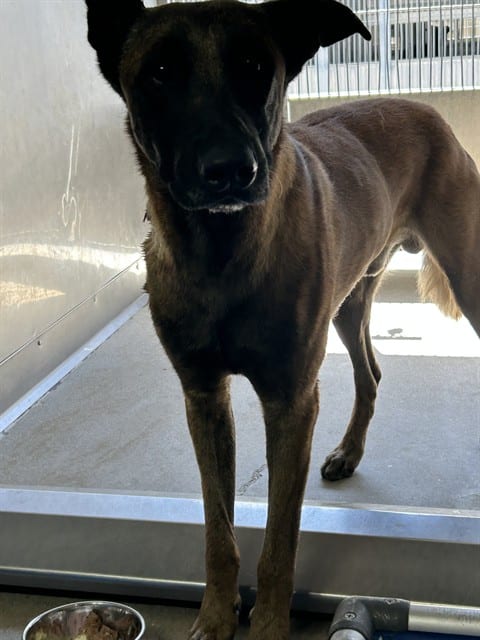 Photo of Senior Belgian Malinois mix, adoptable Belgian Malinois mix in Devore, California