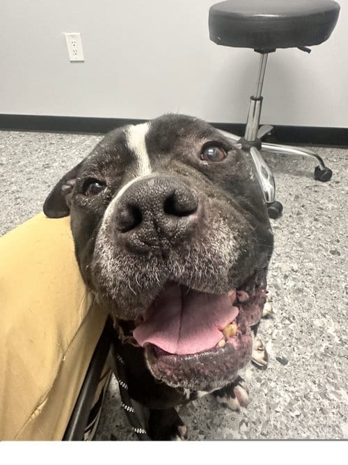 Photo of Moe, adoptable American Pit Bull Terrier in ROSEVILLE, California