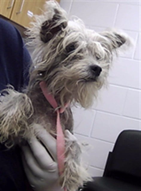 Photo of Peel, adoptable Chinese Crested-Hairless in St. Cloud, Florida